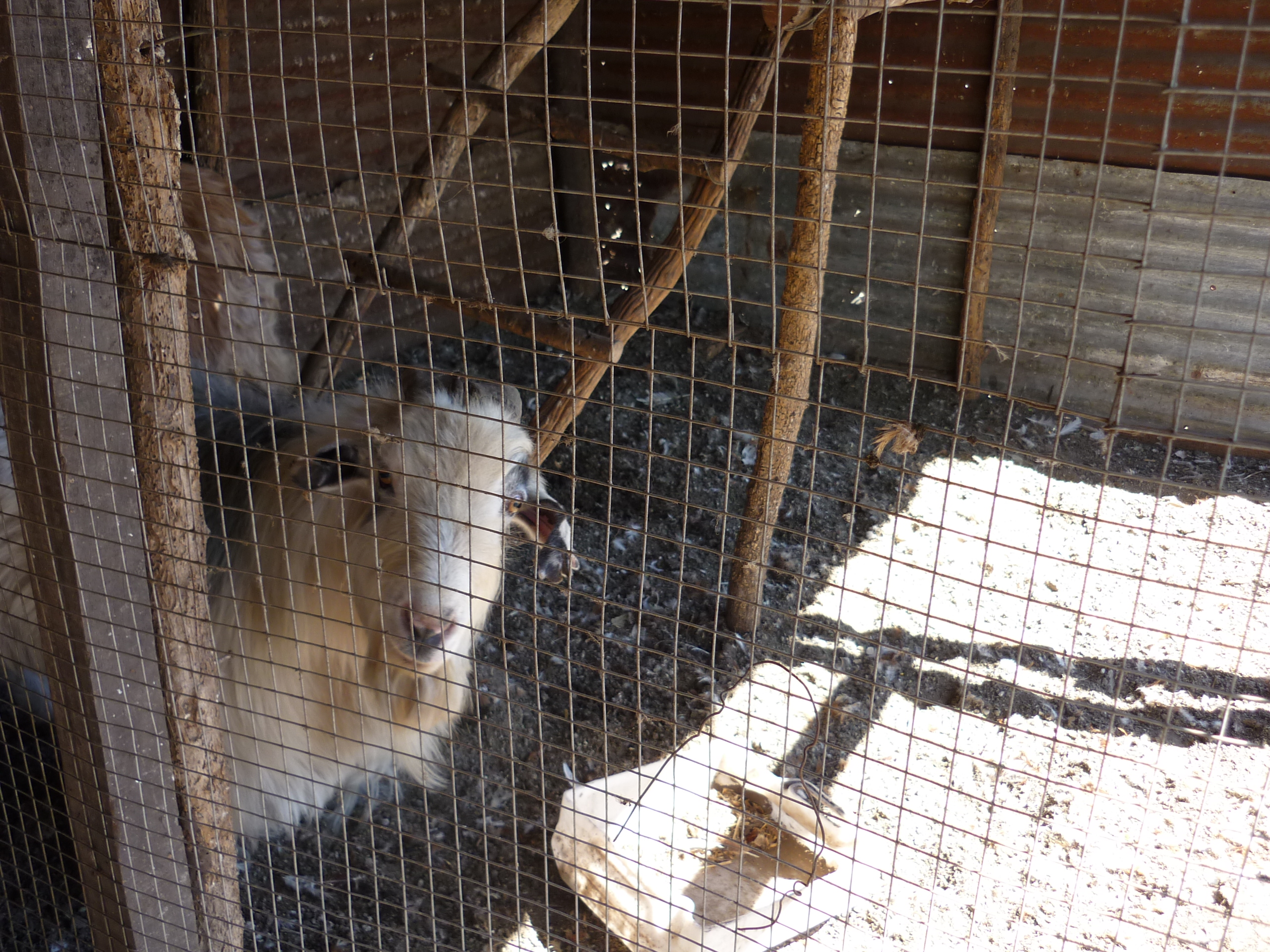 fotos/2009-10-11 - Asado campo facha/P1000267.JPG